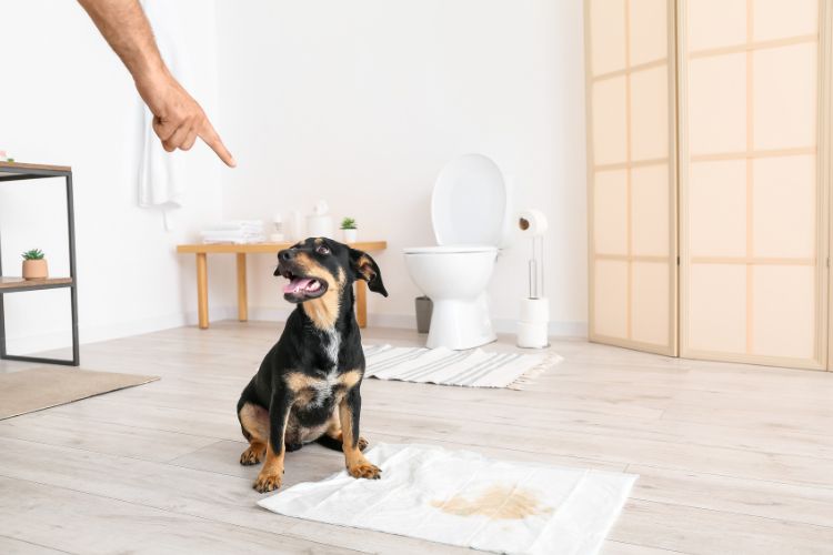 person's hand pointing at dog because of pee in the mat